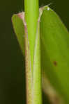 Woolly rosette grass